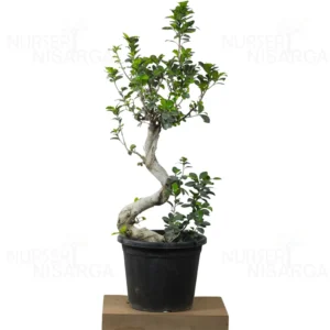 Buy Ficus Bonsai S-Shape Tree from nursery nisarga