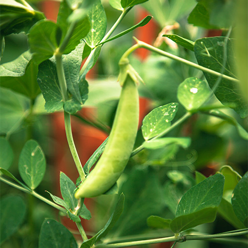 Buy Green Peas Seeds - Nursery Nisarga