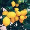 Buy Gondhoraj Lemon, Kaffir Lime (Big Nimbu) Plant - Nursery Nisarga