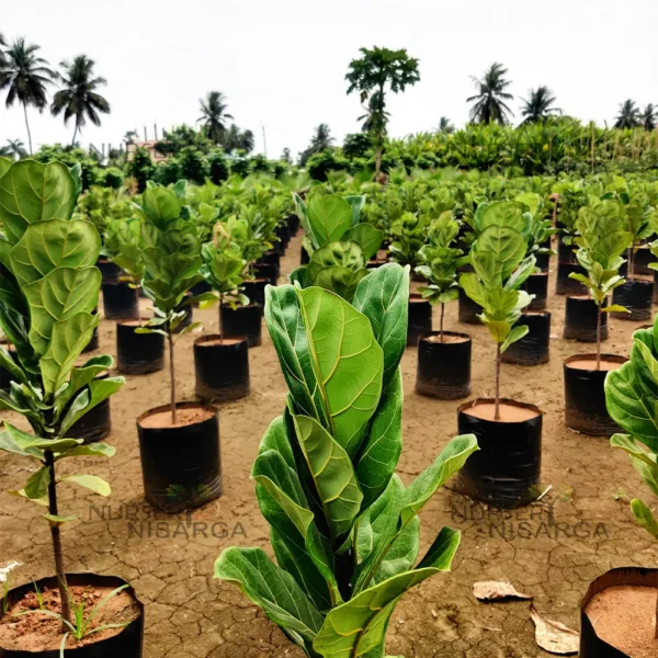 Buy Ficus Lyrata | Fiddle Leaf Fig- Plant from Nursery Nisraga