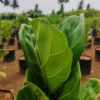 Buy Ficus Lyrata | Fiddle Leaf Fig- Plant from Nursery Nisraga