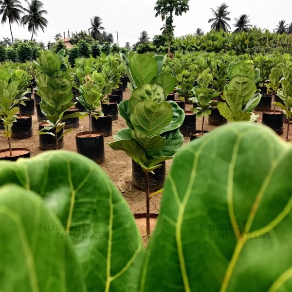 Buy Ficus Lyrata | Fiddle Leaf Fig- Plant from Nursery Nisraga