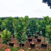 Buy Ficus Lyrata | Fiddle Leaf Fig- Plant from Nursery Nisraga