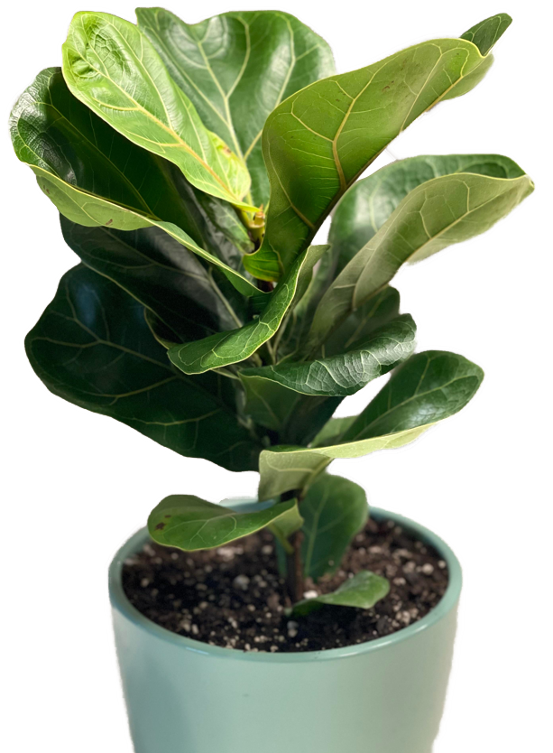Ficus-Lyrata-bambino