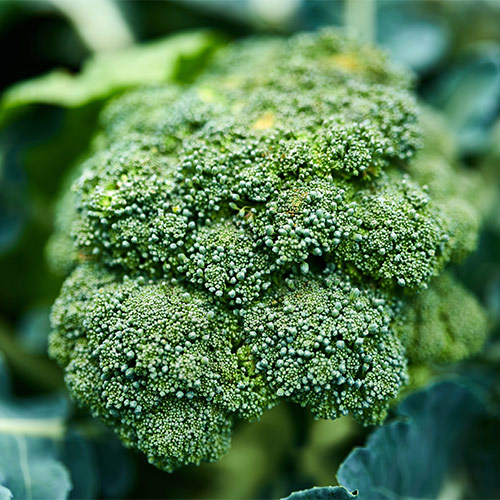 Buy Broccoli Seeds - Nursery Nisarga