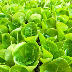 Buy Lettuce Seeds - Nursery Nisarga