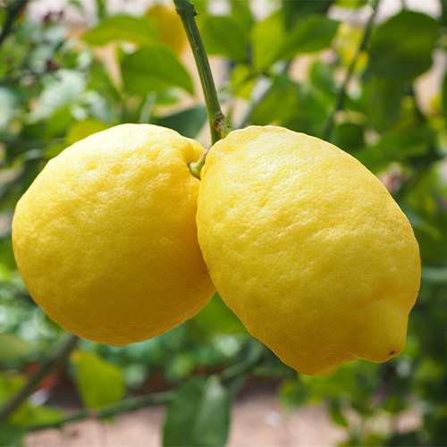Buy Gondhoraj Lemon, Kaffir Lime (Big Nimbu) Plant - Nursery Nisarga