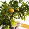 Buy Gondhoraj Lemon, Kaffir Lime (Big Nimbu) Plant - Nursery Nisarga