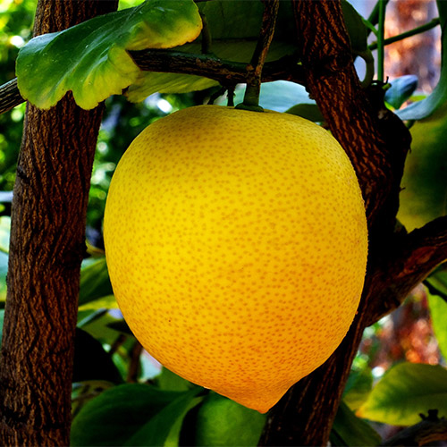 Buy Gondhoraj Lemon, Kaffir Lime (Big Nimbu) Plant - Nursery Nisarga