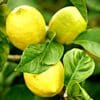 Buy Gondhoraj Lemon, Kaffir Lime (Big Nimbu) Plant - Nursery Nisarga