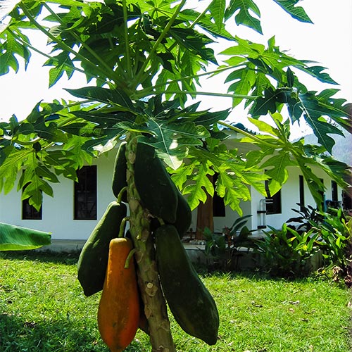 Buy Dwarf Papaya Plant - Nursery Nisarga