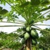 Buy Dwarf Papaya Plant - Nursery Nisarga