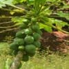 Buy Dwarf Papaya Plant - Nursery Nisarga