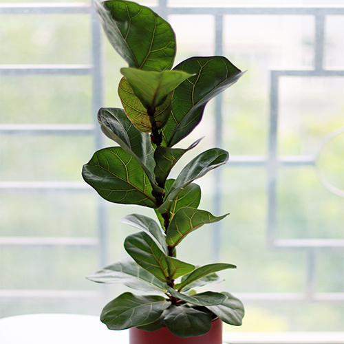 Buy Ficus Lyrata | Fiddle Leaf Fig (Big) Plant - Nursery Nisarga