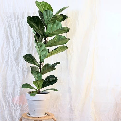 Buy Ficus Lyrata | Fiddle Leaf Fig (Big) Plant - Nursery Nisarga