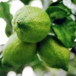 Buy Gondhoraj Lemon, Kaffir Lime (Big Nimbu) Plant - Nursery Nisarga