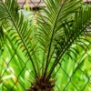 Buy Cycas Plant (Sago Palm) Online at Nursery Nisarga