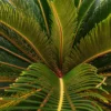 Buy Cycas Plant (Sago Palm) Online at Nursery Nisarga