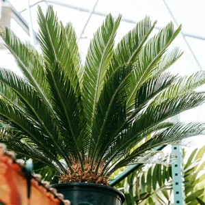 Buy Cycas Plant (Sago Palm) Online at Nursery Nisarga