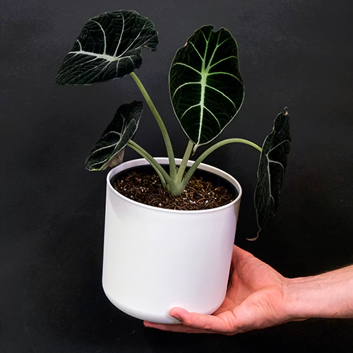 Buy Alocasia Black Velvet Plant (Alocasia Reginula) - Nursery Nisarga
