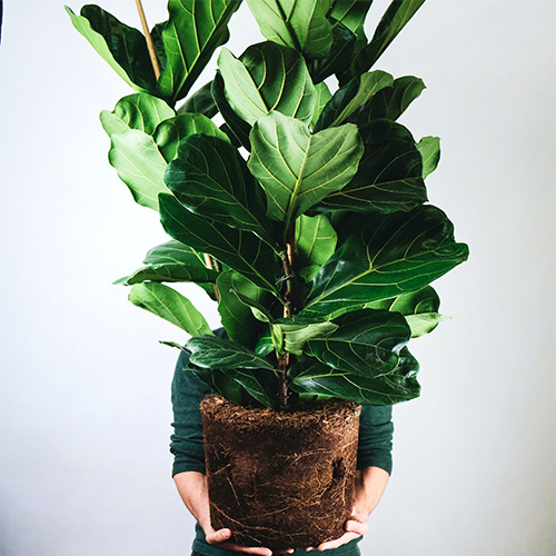 Buy Ficus Lyrata | Fiddle Leaf Fig (Big) Plant - Nursery Nisarga