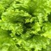 Buy Lettuce Seeds - Nursery Nisarga