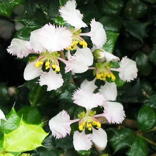 Buy Malpighia Flowering Plant - Nursery Nisarga