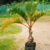 Buy Champagne Palm Plant - Nursery Nisarga