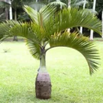 Buy Champagne Palm Plant - Nursery Nisarga