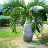 Buy Champagne Palm Plant - Nursery Nisarga