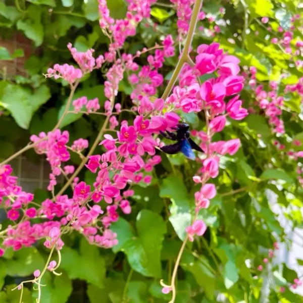 Buy British Pink Creeper "Coral Vine" - Plant from Nursery Nisarga