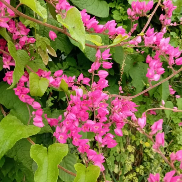 Buy British Pink Creeper "Coral Vine" - Plant from Nursery Nisarga
