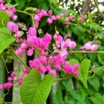 Buy British Pink Creeper "Coral Vine" - Plant from Nursery Nisarga