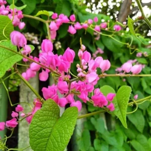 Buy British Pink Creeper "Coral Vine" - Plant from Nursery Nisarga