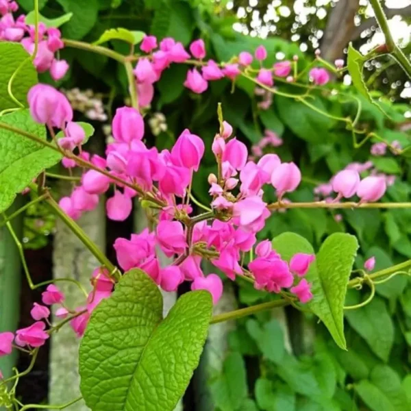 Buy British Pink Creeper "Coral Vine" - Plant from Nursery Nisarga