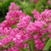 Buy British Pink Creeper "Coral Vine" - Plant from Nursery Nisarga