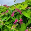 Buy British Pink Creeper "Coral Vine" - Plant from Nursery Nisarga