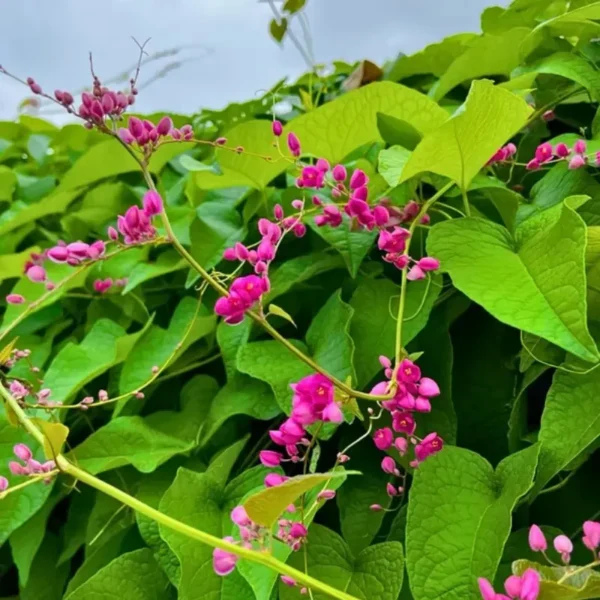 Buy British Pink Creeper "Coral Vine" - Plant from Nursery Nisarga