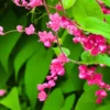 Buy British Pink Creeper "Coral Vine" - Plant from Nursery Nisarga