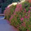 Buy British Pink Creeper "Coral Vine" - Plant from Nursery Nisarga