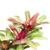 Buy Bromeliad “Neoregelia” – Plant from nursery nisarga