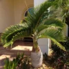 Buy Champagne Palm Plant - Nursery Nisarga