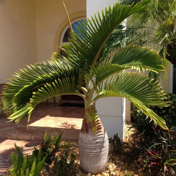 Buy Champagne Palm Plant - Nursery Nisarga