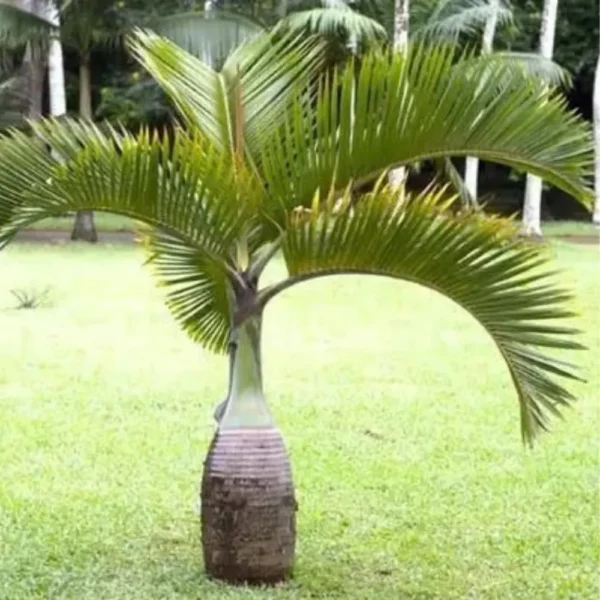 Buy Champagne Palm Plant - Nursery Nisarga