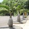 Buy Champagne Palm Plant - Nursery Nisarga