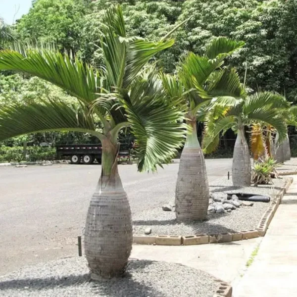 Buy Champagne Palm Plant - Nursery Nisarga