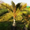 Buy Champagne Palm Plant - Nursery Nisarga