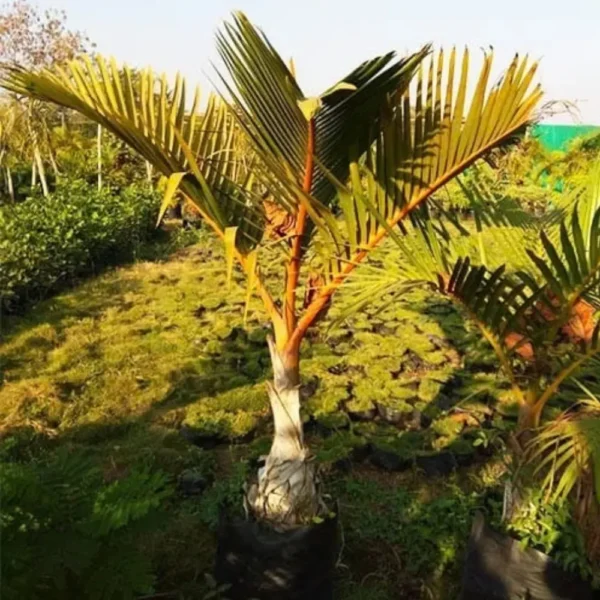 Buy Champagne Palm Plant - Nursery Nisarga