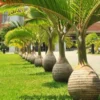 Buy Champagne Palm Plant - Nursery Nisarga
