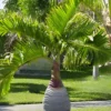Buy Champagne Palm Plant - Nursery Nisarga